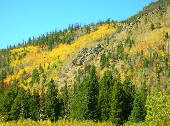 Aspen Gold in Rocky Mountain National Park